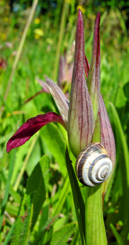 Orchidee del Chianti - Ophrys sphegodes e altre...